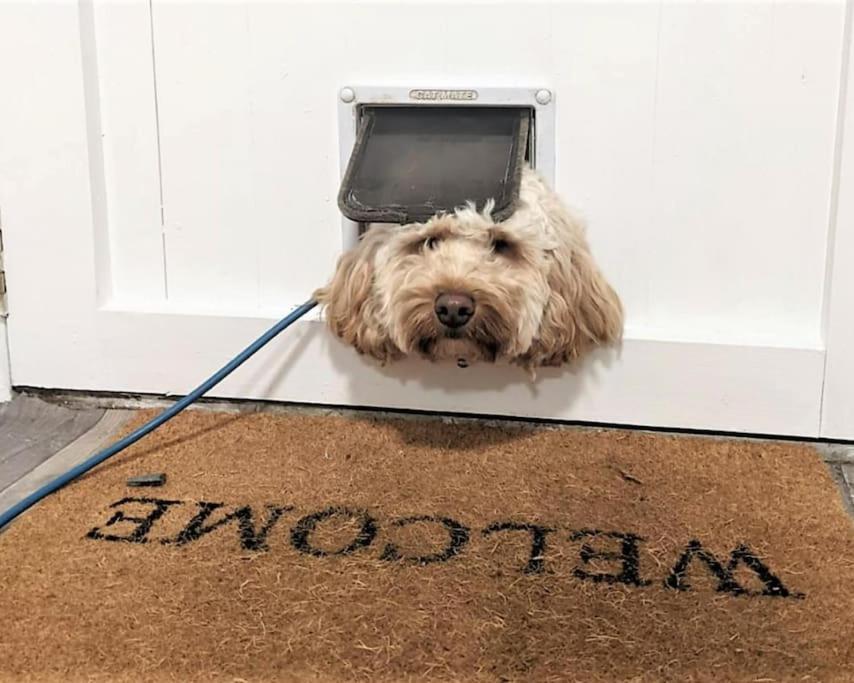 Barncroft: Dogs Welcome, Dog Care Services Offered Cockermouth Exterior photo